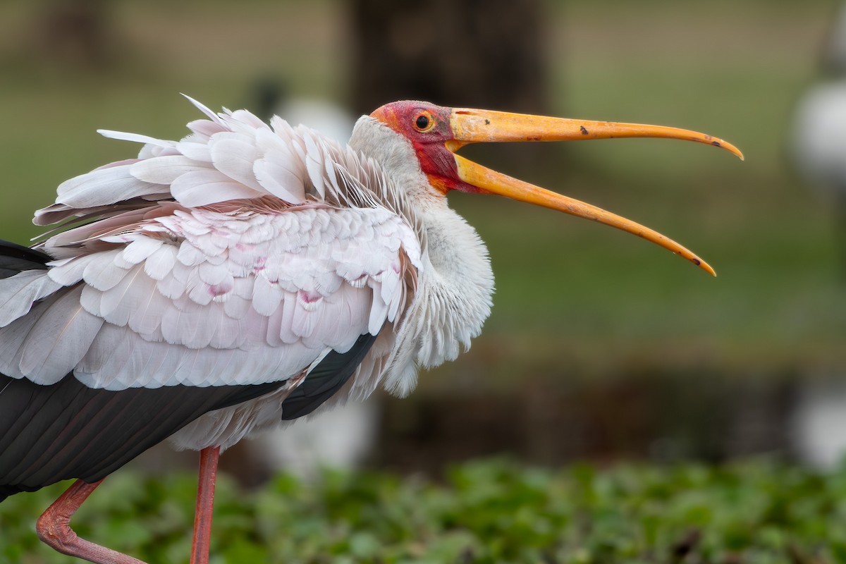 Tantale ibis - ML642881646
