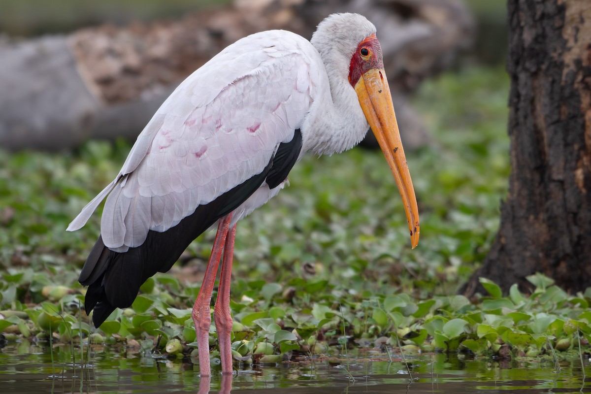 Tantale ibis - ML642881647