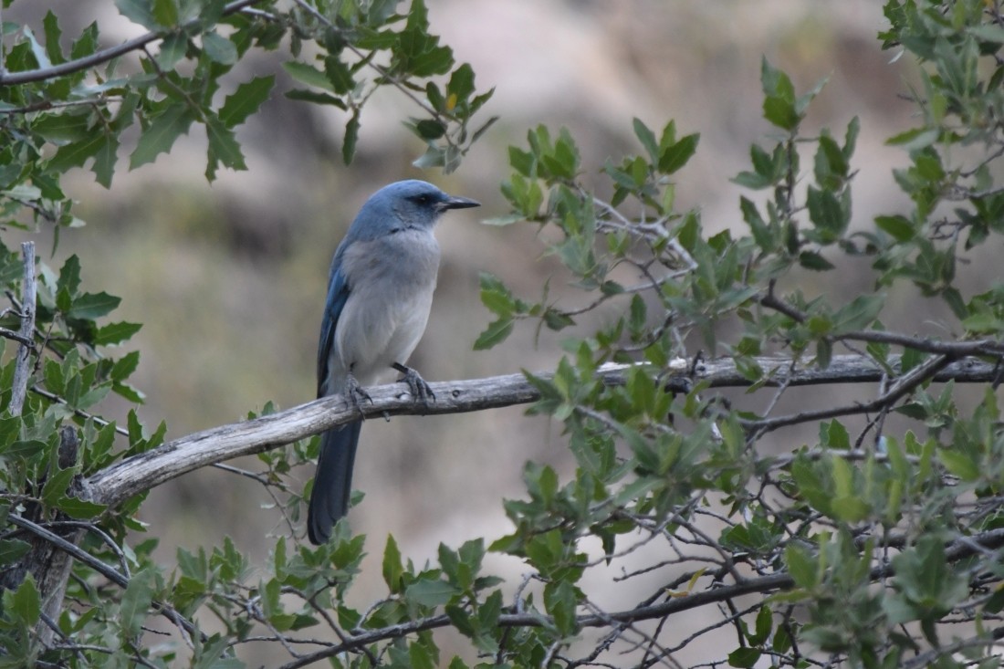 Mexican Jay - ML642881667