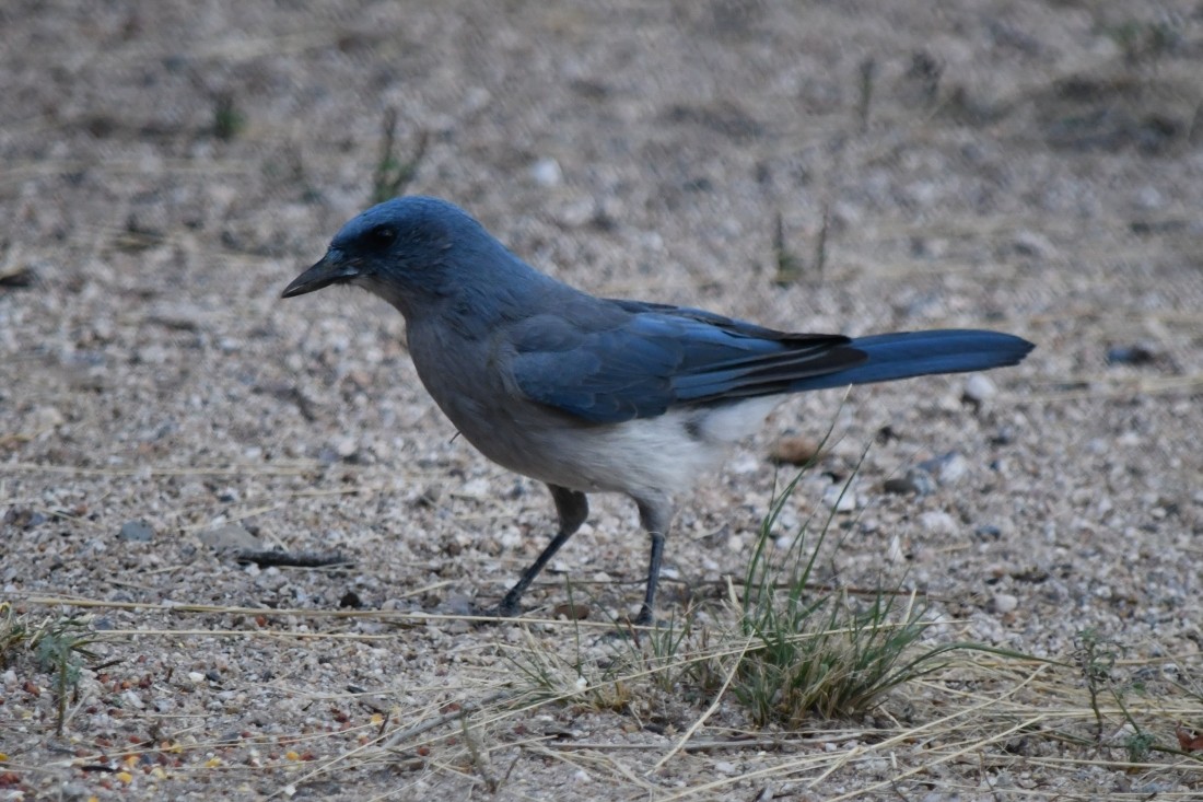 Mexican Jay - ML642881668