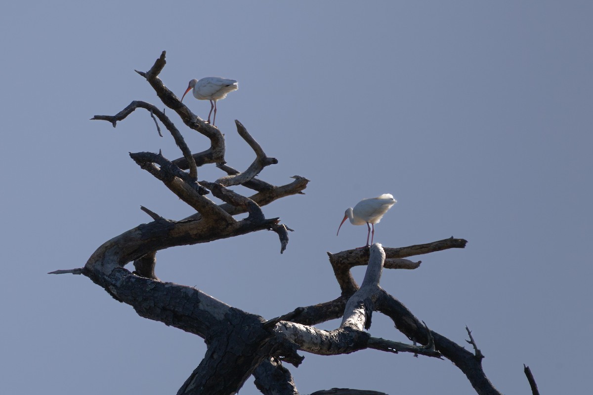 Ibis zuria - ML642881670