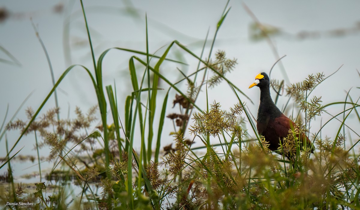 Northern Jacana - ML642881671