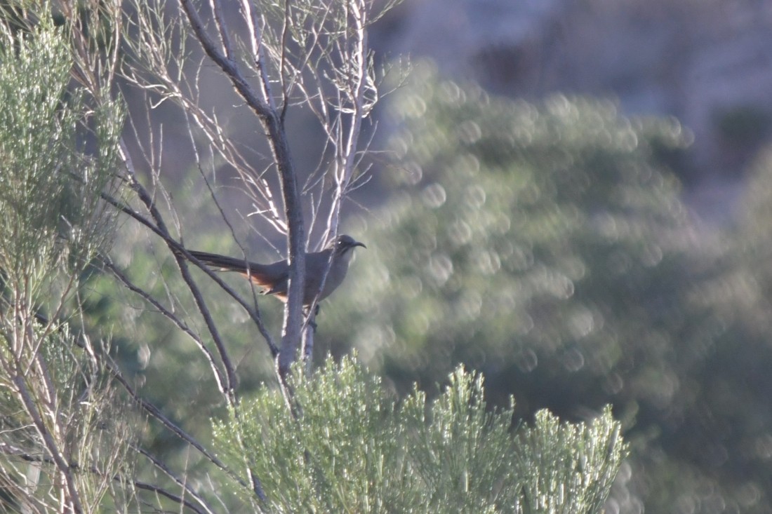 Crissal Thrasher - ML642881672