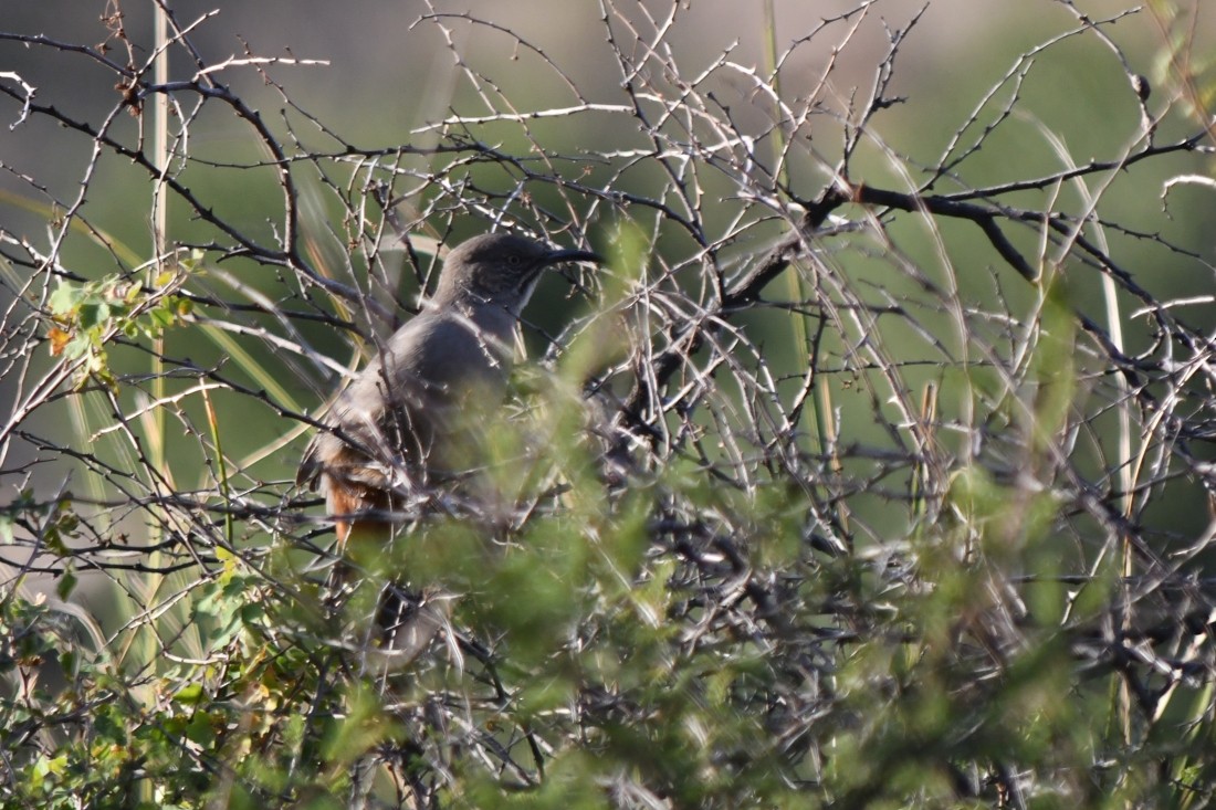Crissal Thrasher - ML642881673