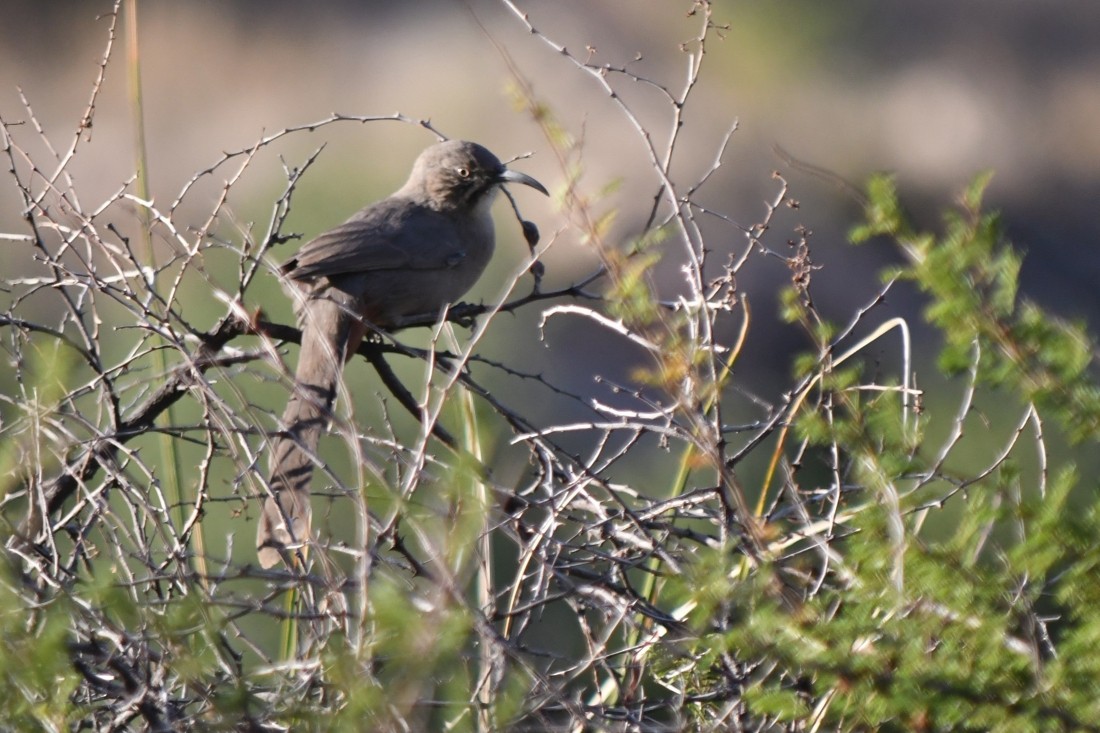 Crissal Thrasher - ML642881674
