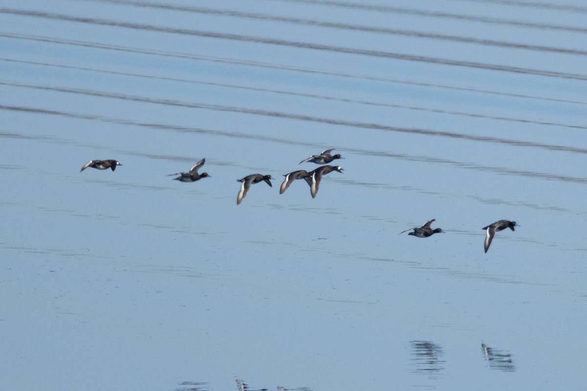 Greater Scaup - ML642881679