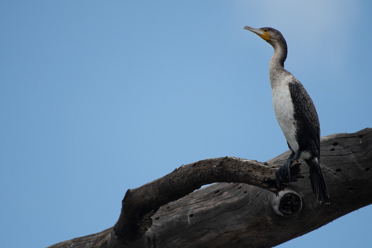 Grand Cormoran - ML642881707