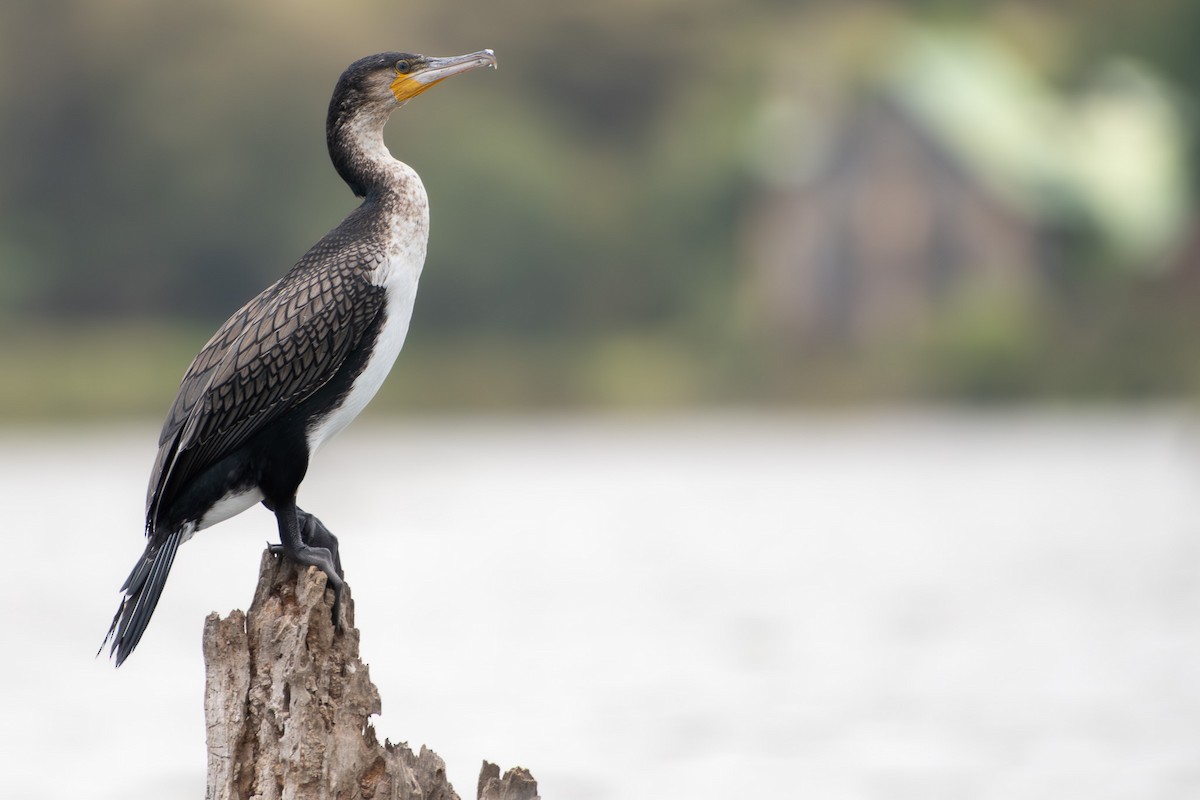 Grand Cormoran - ML642881708