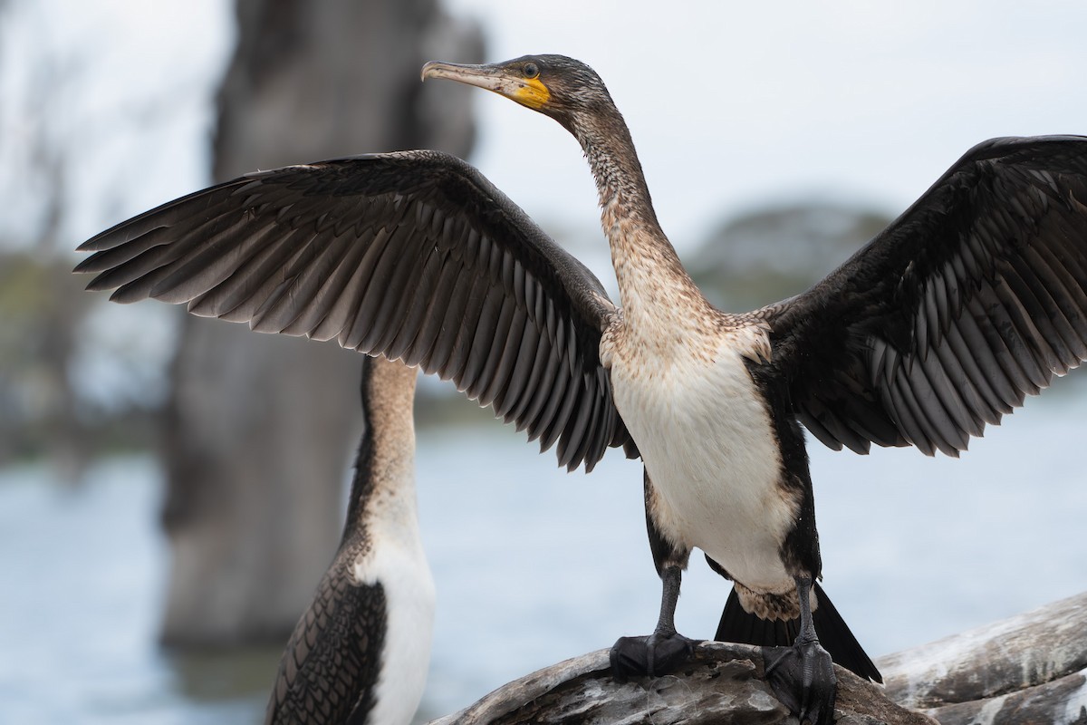 Grand Cormoran - ML642881709