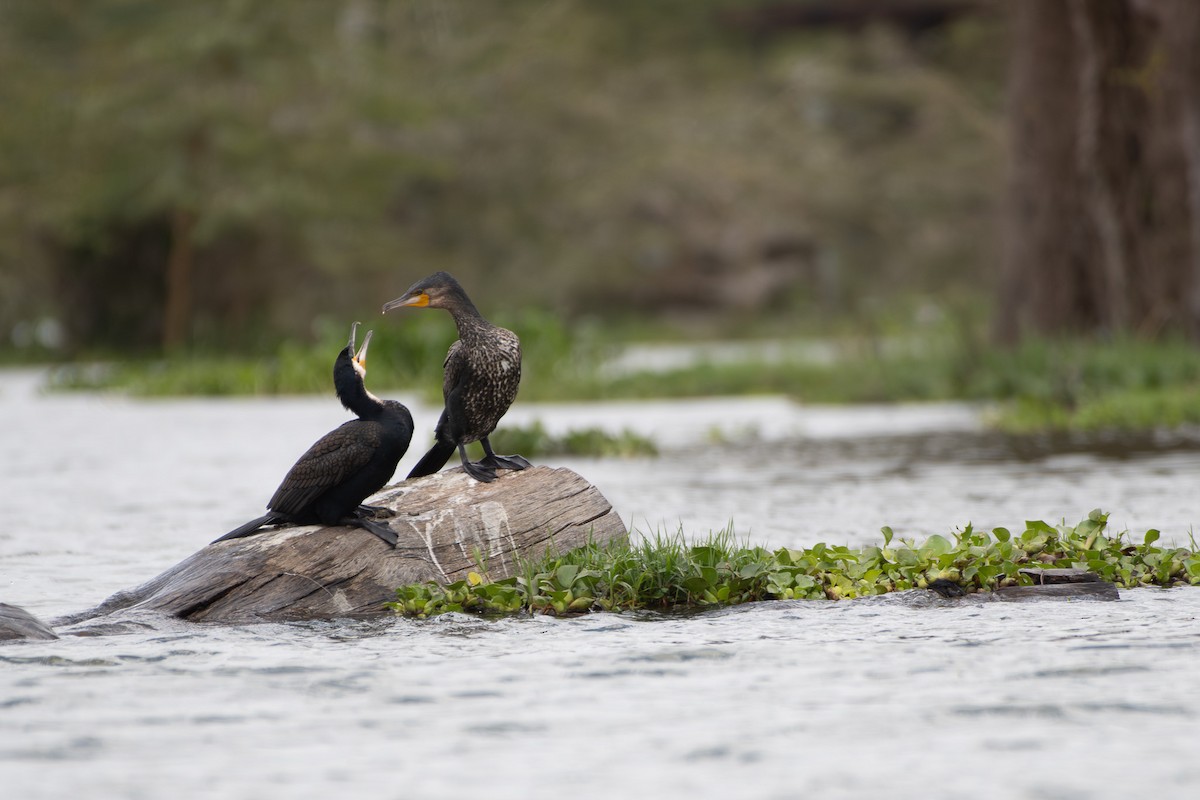Grand Cormoran - ML642881713