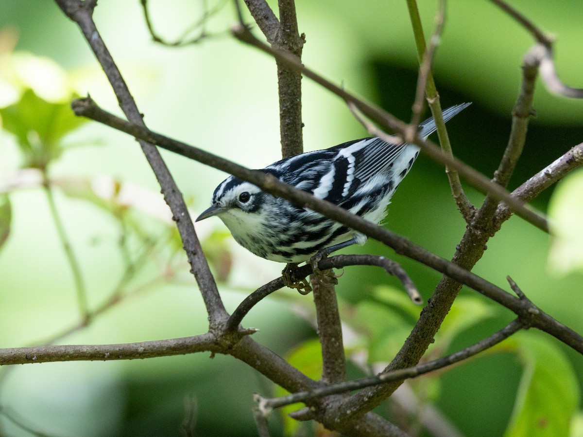 Black-and-white Warbler - ML642881717