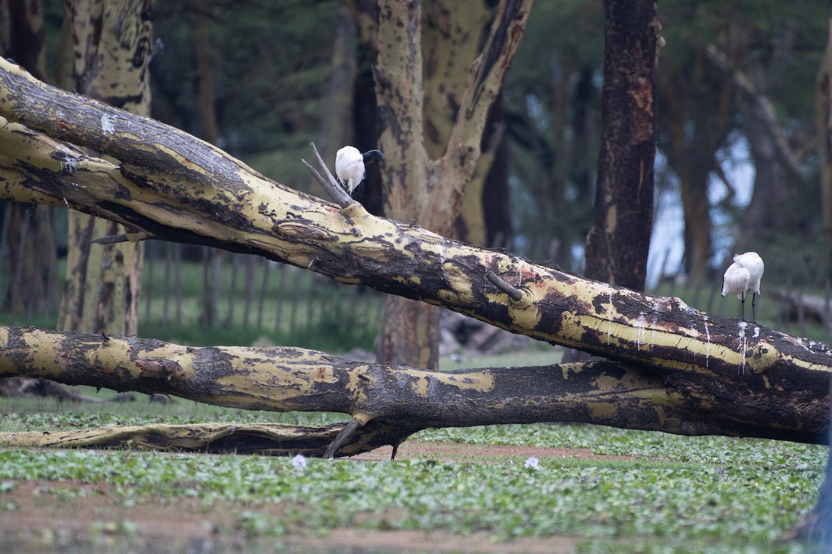 African Sacred Ibis - ML642881720