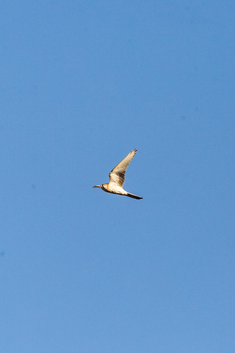 Nankeen Kestrel - ML642881725