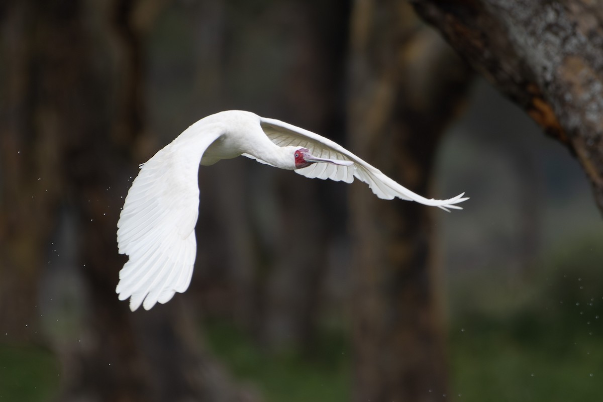 African Spoonbill - ML642881726