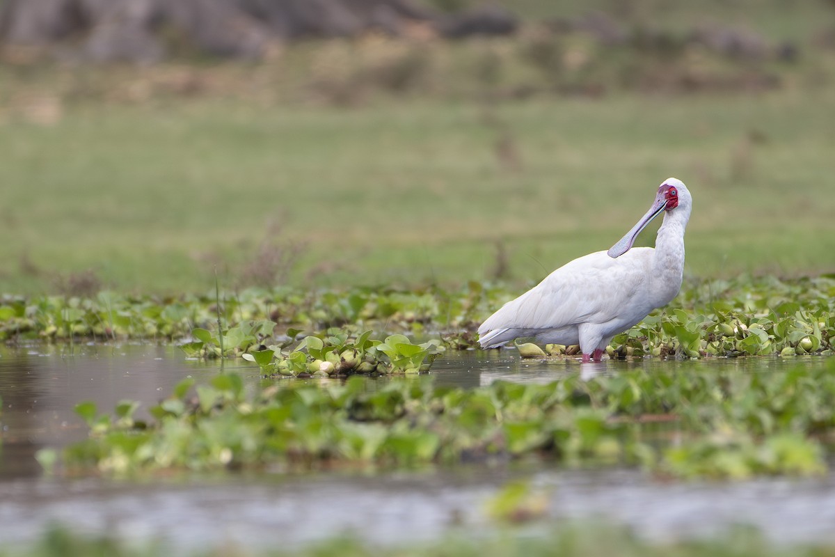 African Spoonbill - ML642881727