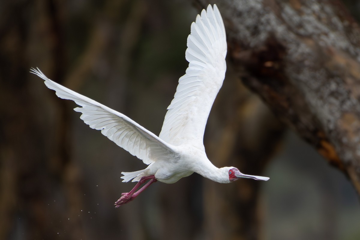 African Spoonbill - ML642881728