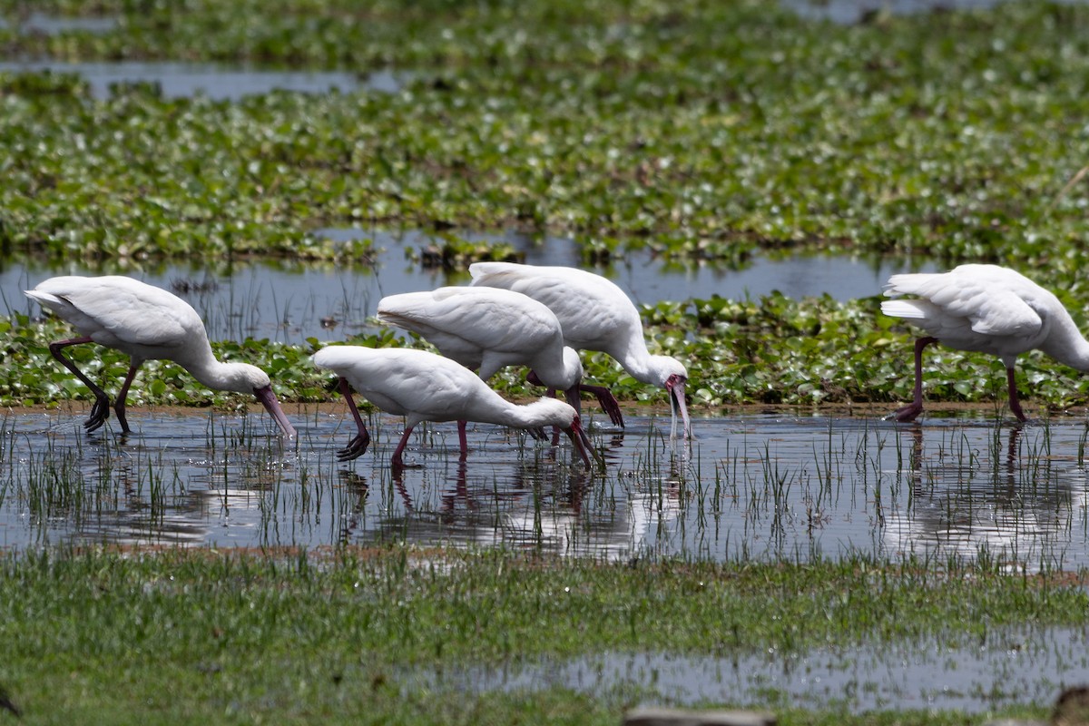 African Spoonbill - ML642881729