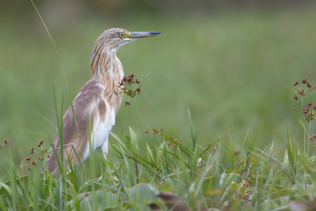 Squacco Heron - ML642881732