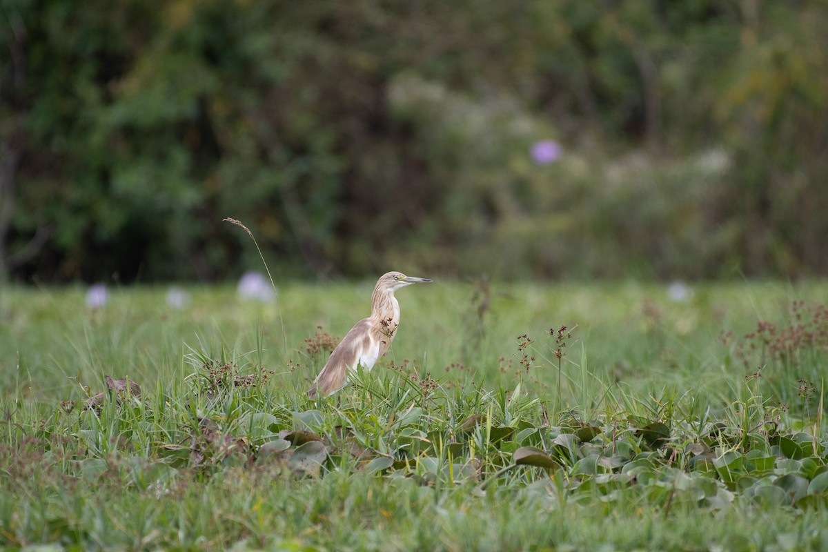 Squacco Heron - ML642881733