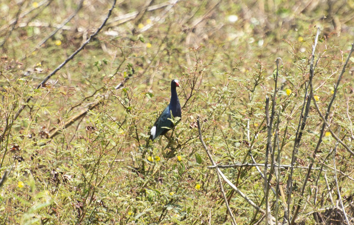 Purple Gallinule - ML642881734