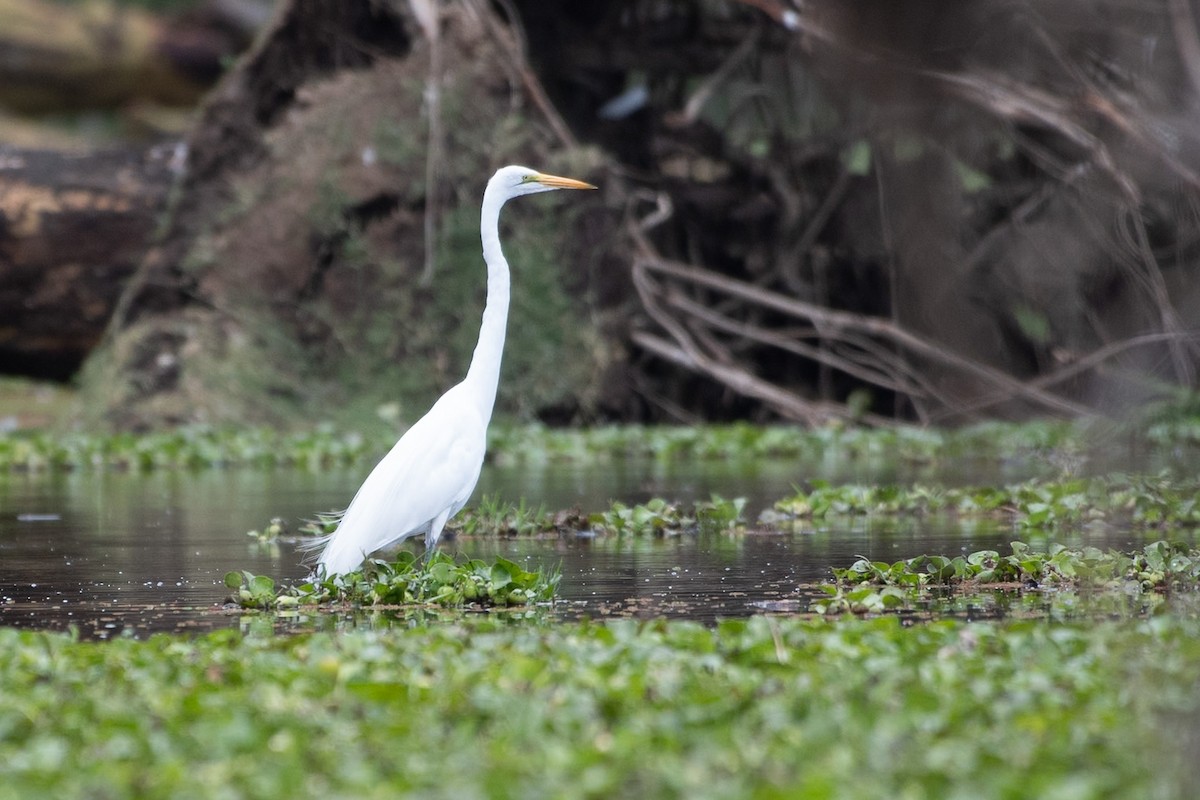 Great Egret - ML642881735