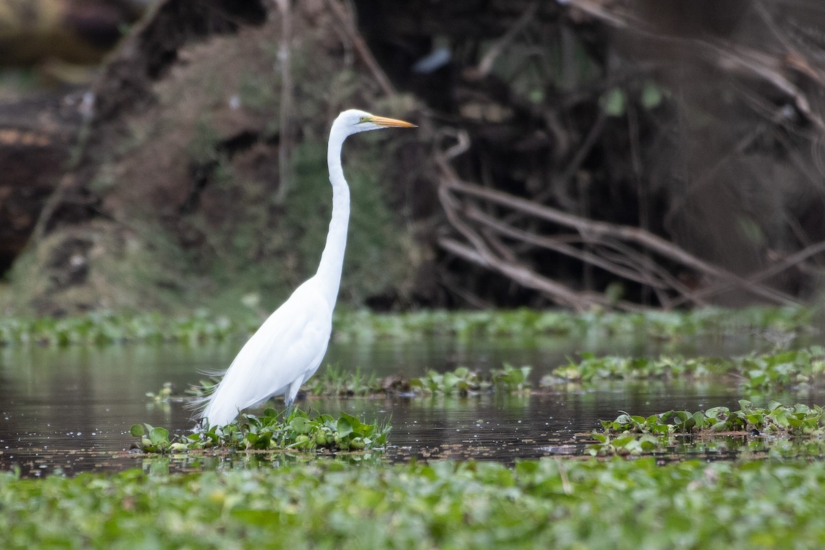 Great Egret - ML642881736