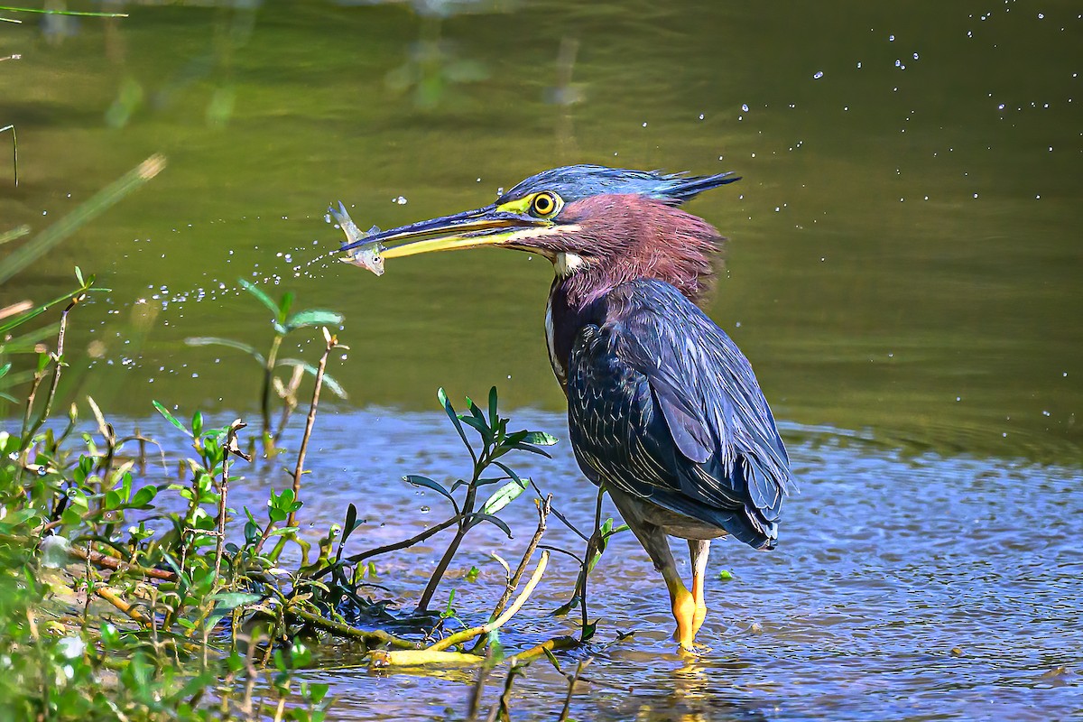 Green Heron - ML642881738