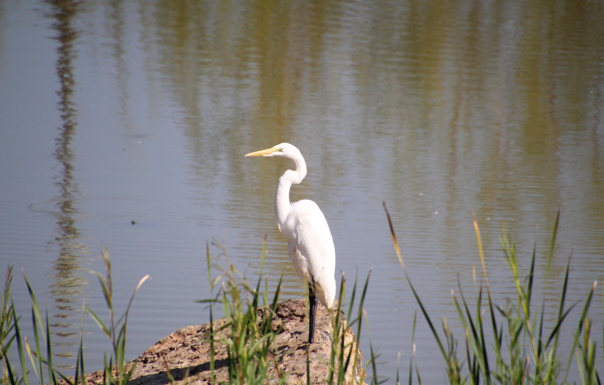Great Egret - ML642881739