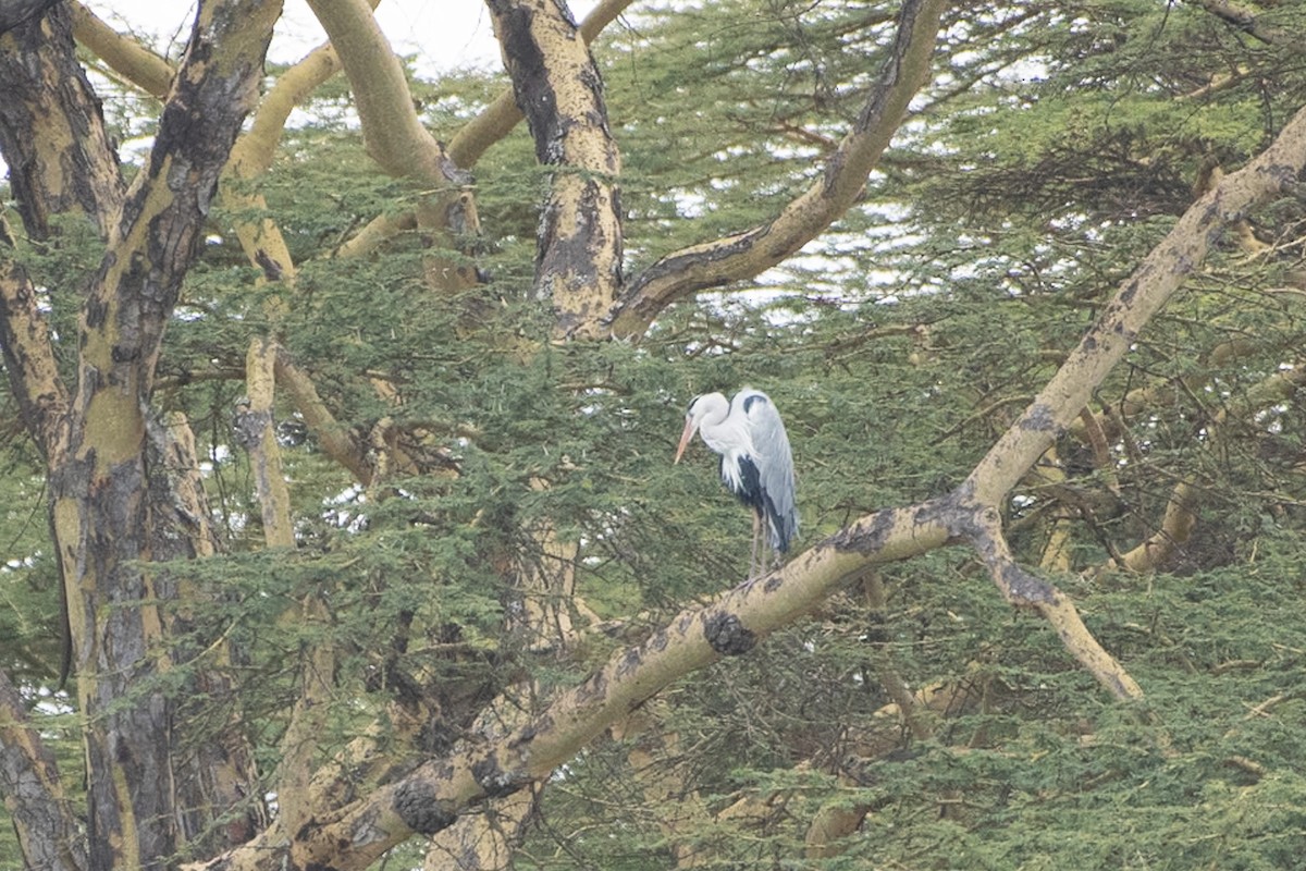 Gray Heron - ML642881740