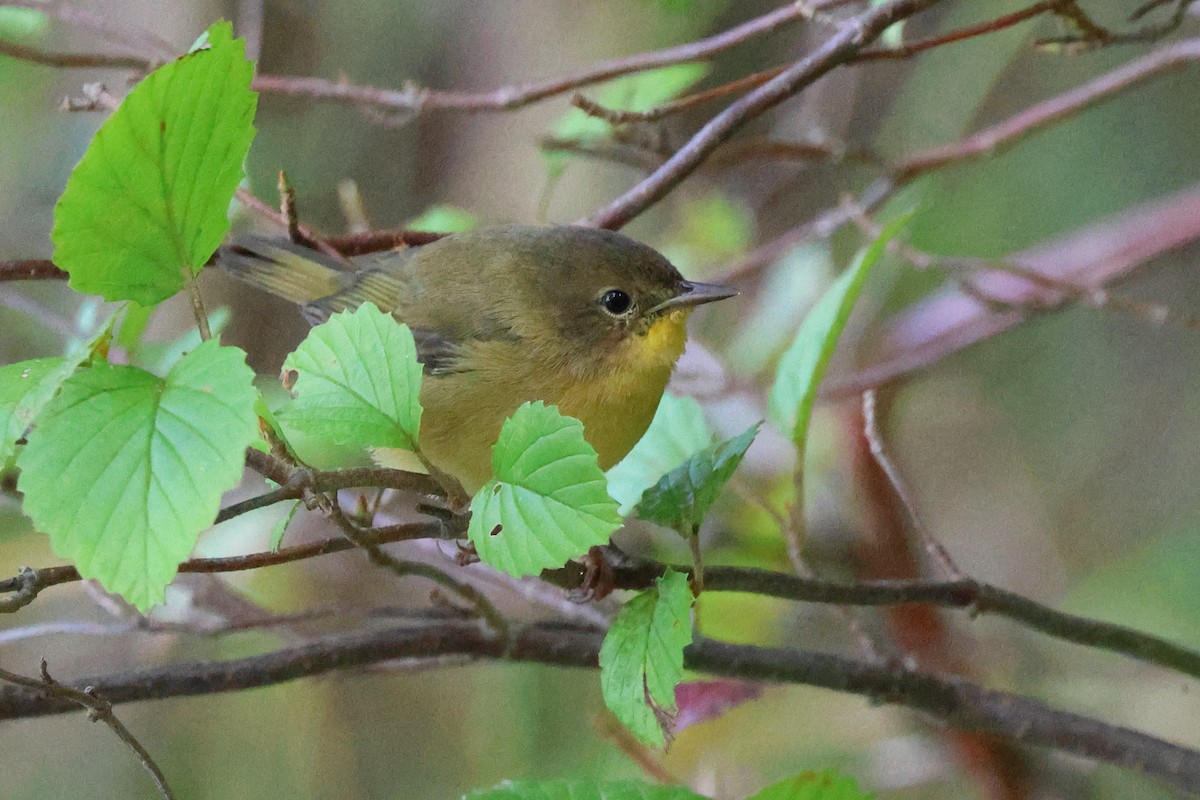 Common Yellowthroat - ML642881741