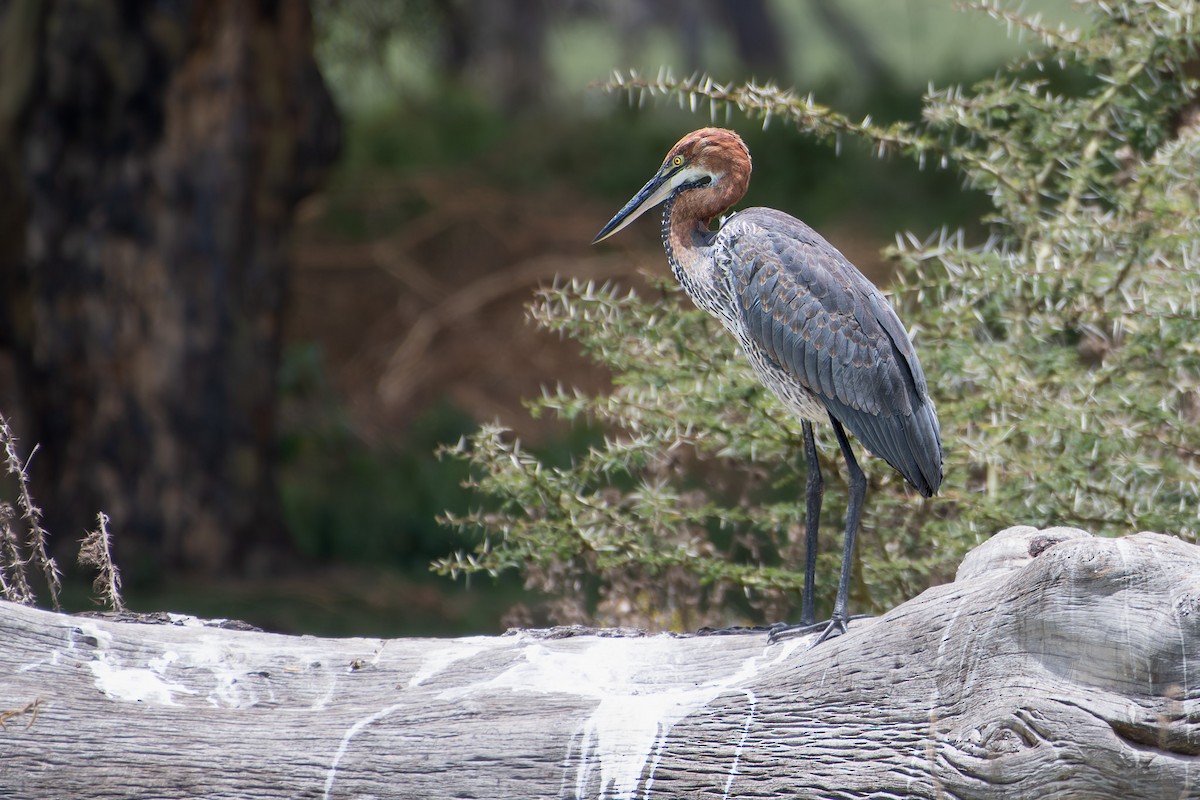 Goliath Heron - ML642881742