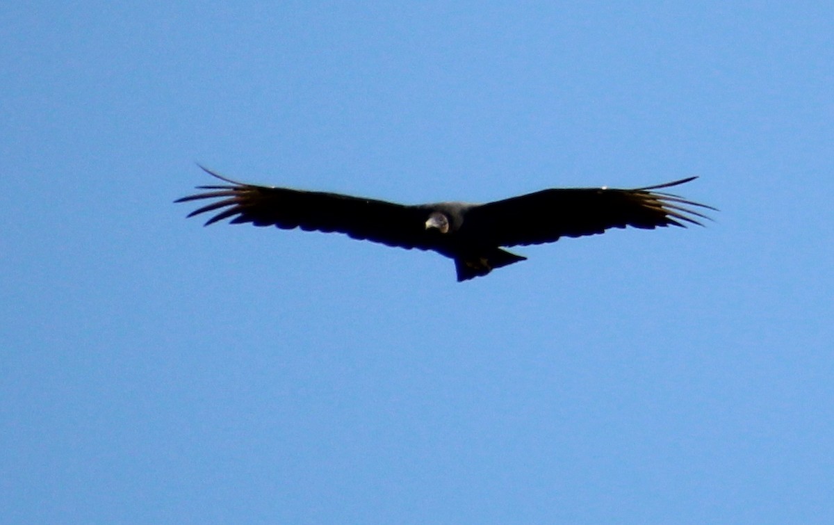 Black Vulture - ML642881743