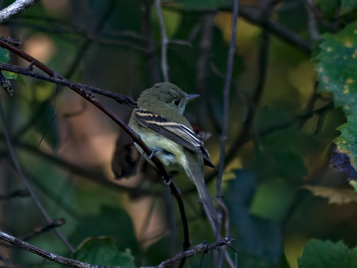 Acadian Flycatcher - ML642881744
