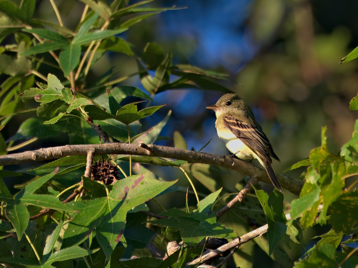 Acadian Flycatcher - ML642881745