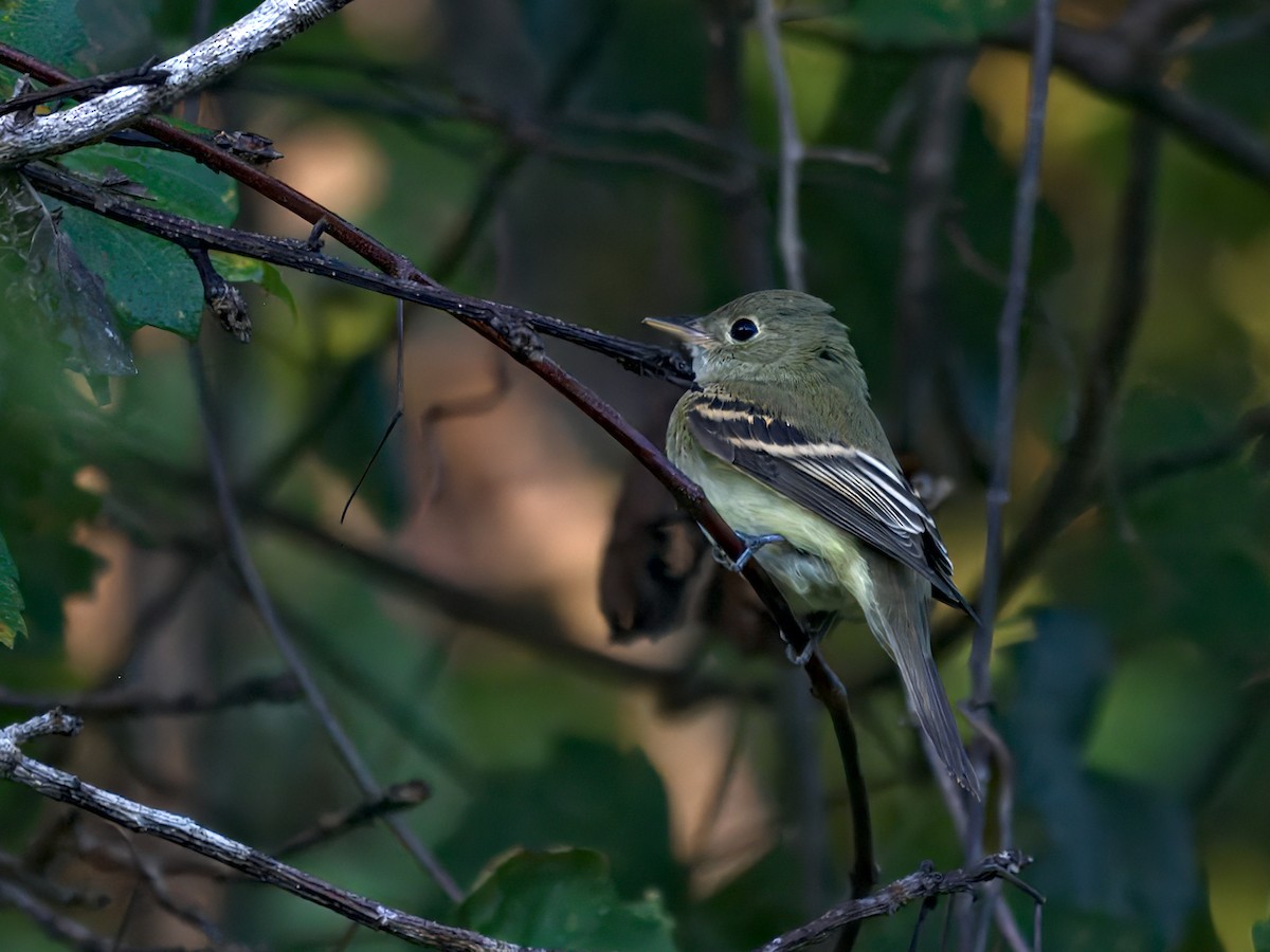Acadian Flycatcher - ML642881746
