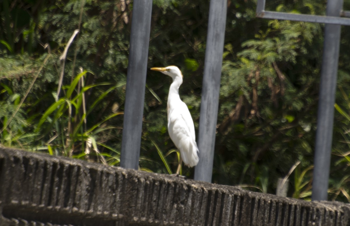 Western Cattle-Egret - ML642881747