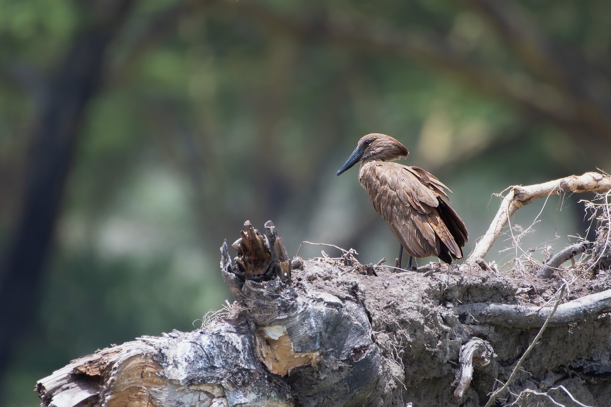 Hamerkop - ML642881748