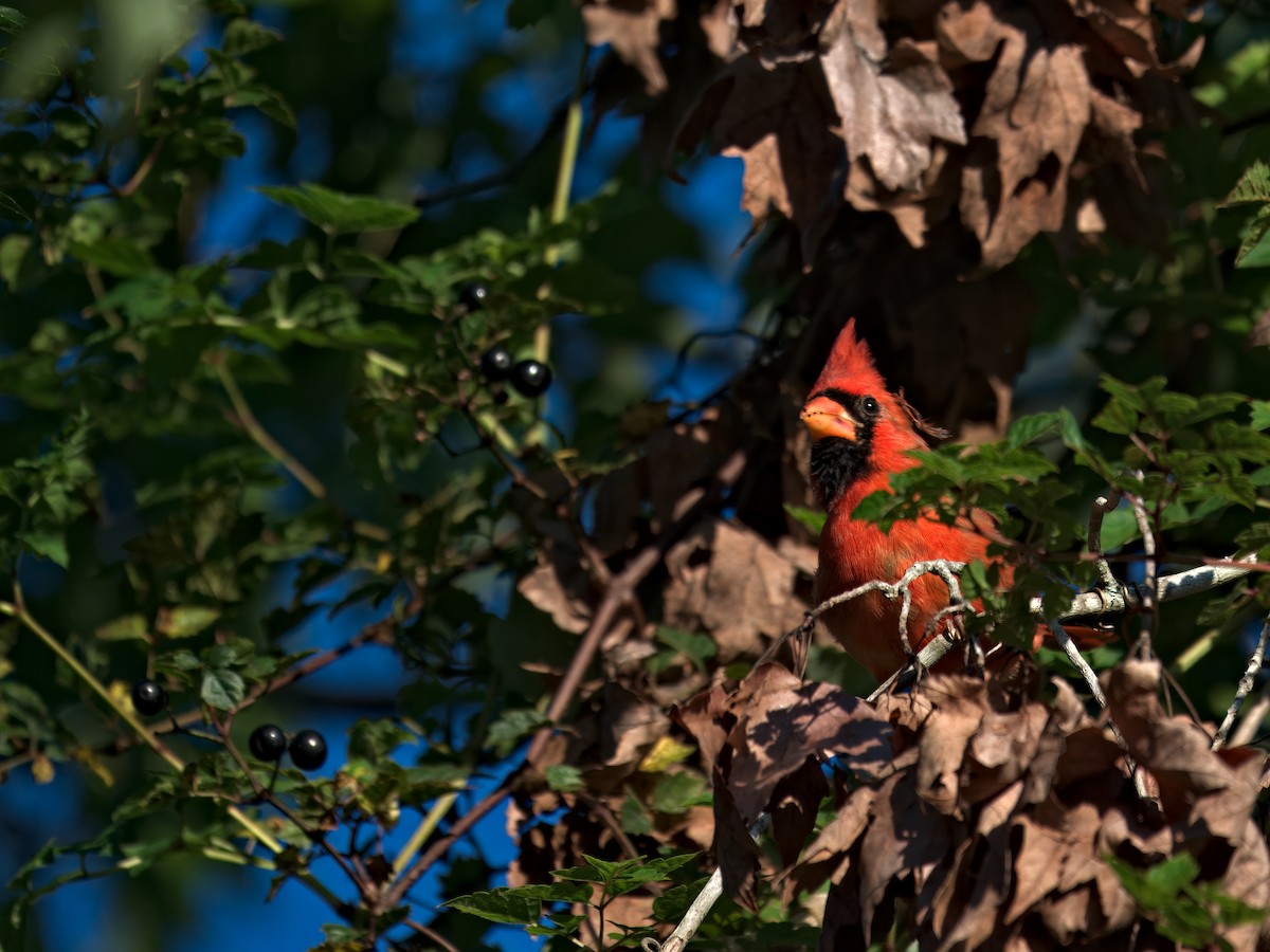 Northern Cardinal - ML642881749