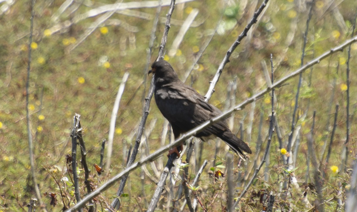 Snail Kite - ML642881753