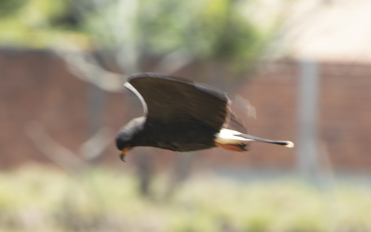 Snail Kite - ML642881754