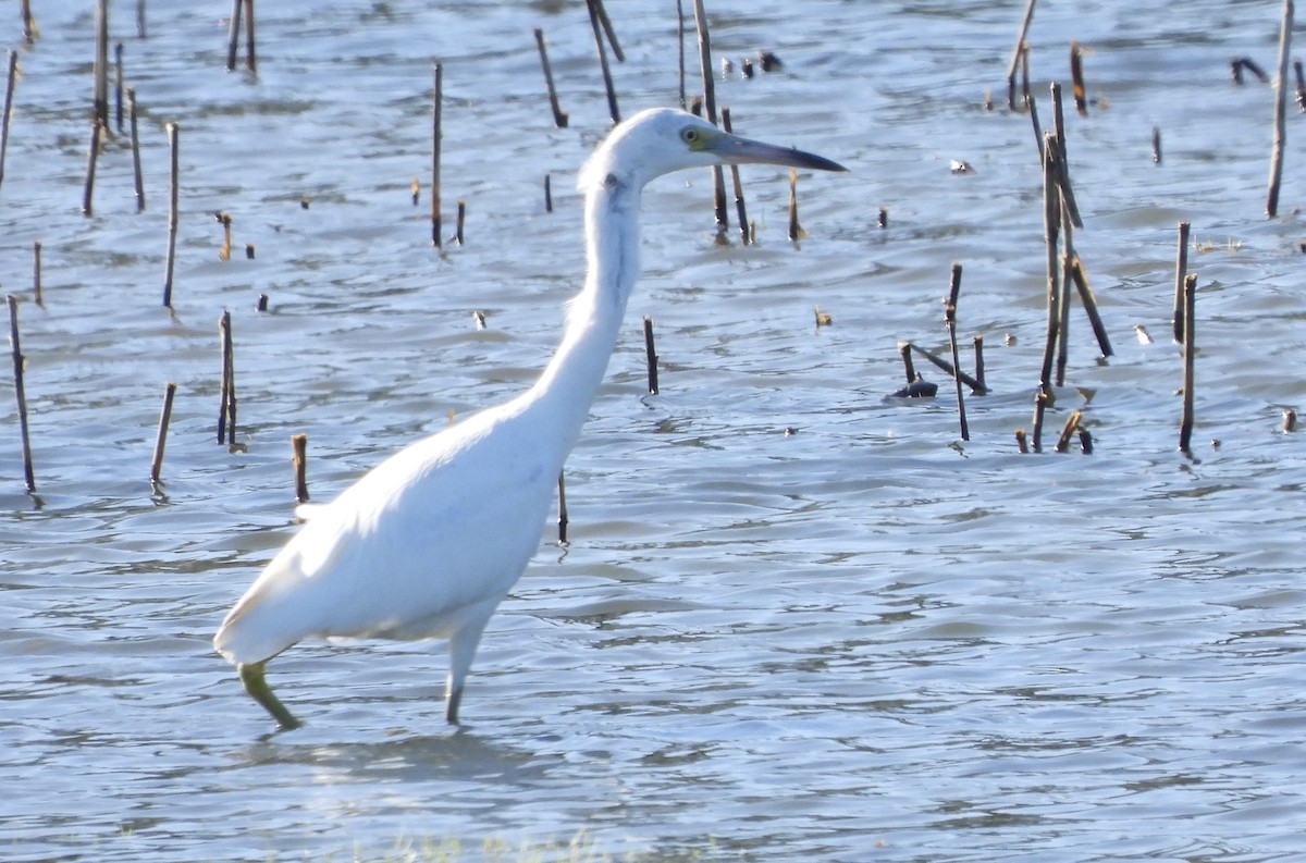 Little Blue Heron - ML642881794