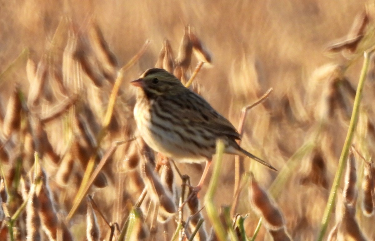 Savannah Sparrow - ML642881809