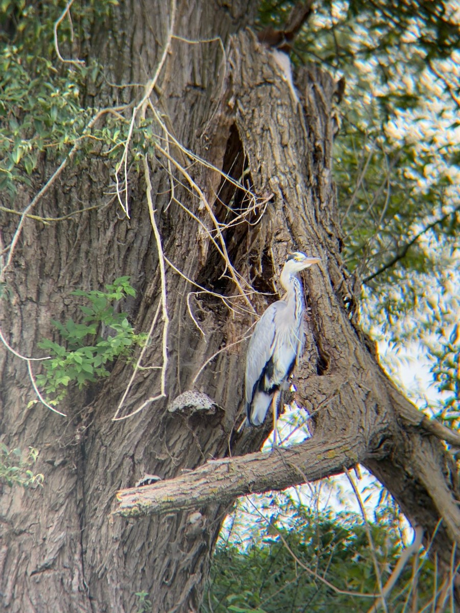 Gray Heron - ML642881813
