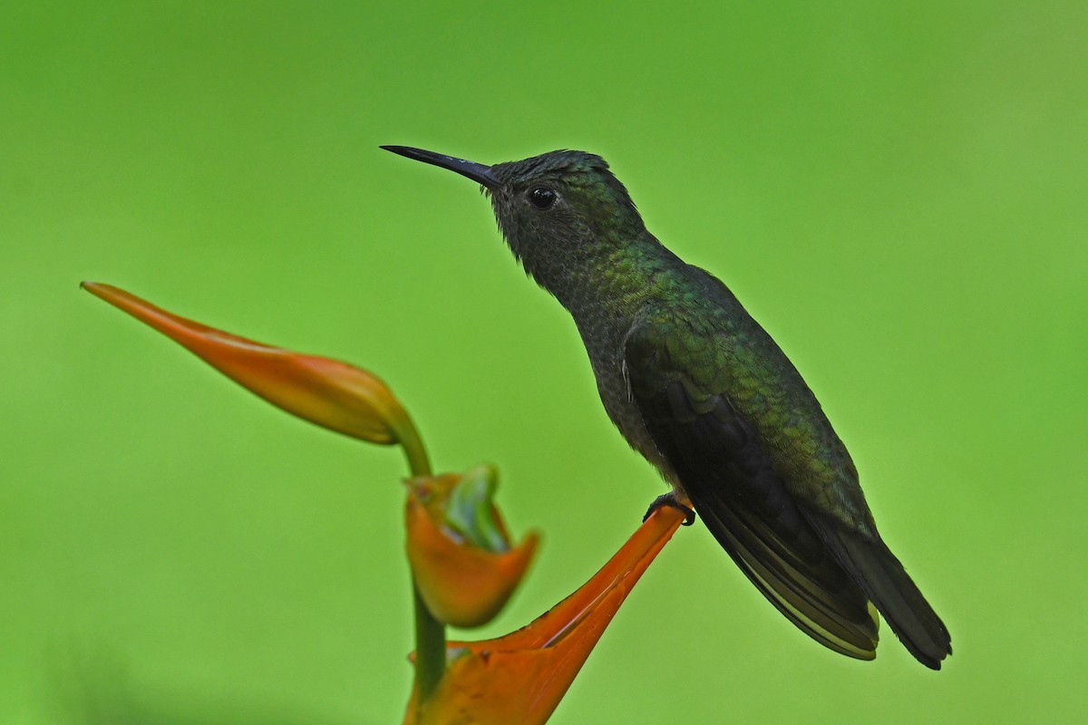 Scaly-breasted Hummingbird - ML642881819