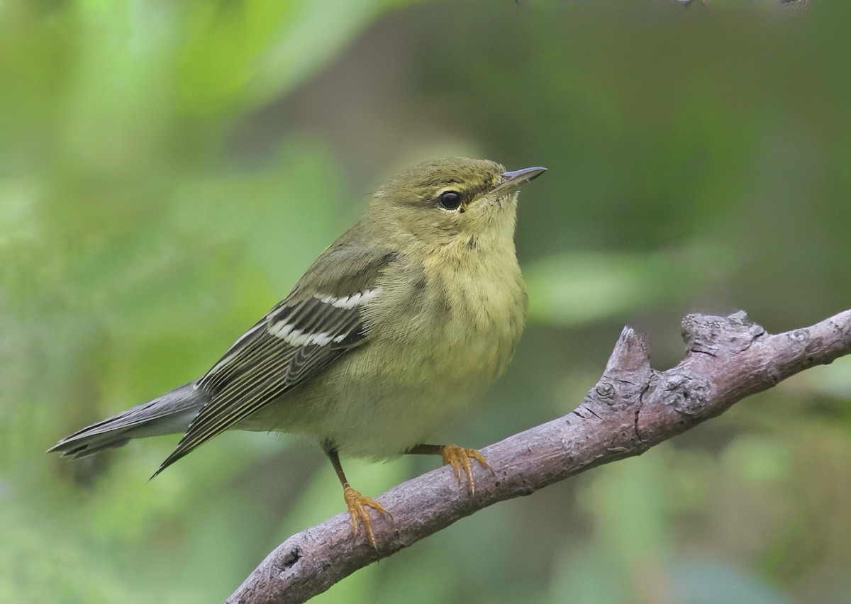 Blackpoll Warbler - ML642881833