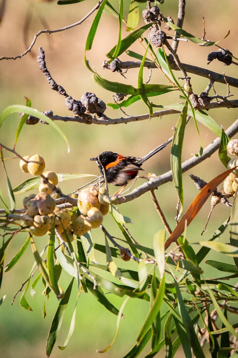 Red-backed Fairywren - ML642881837