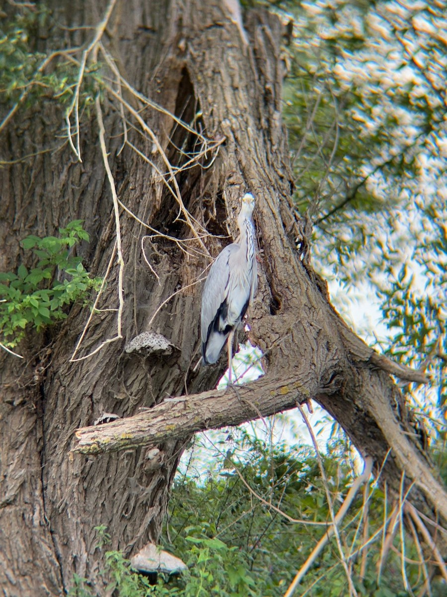 Gray Heron - ML642881845