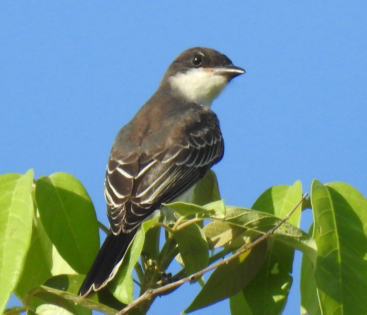 Eastern Kingbird - ML642881848