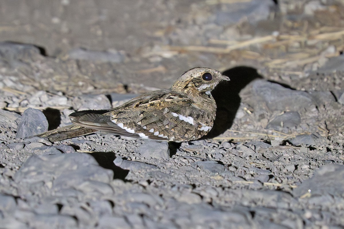 Slender-tailed Nightjar - ML642881856