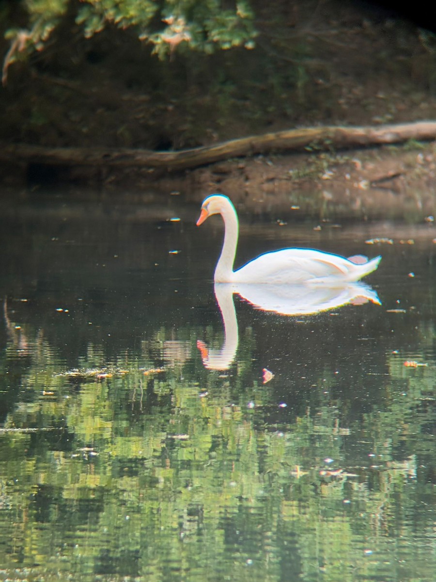 Mute Swan - ML642881858